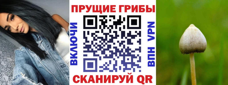 купить наркотики сайты  Андреаполь  Галлюциногенные грибы Psilocybe 